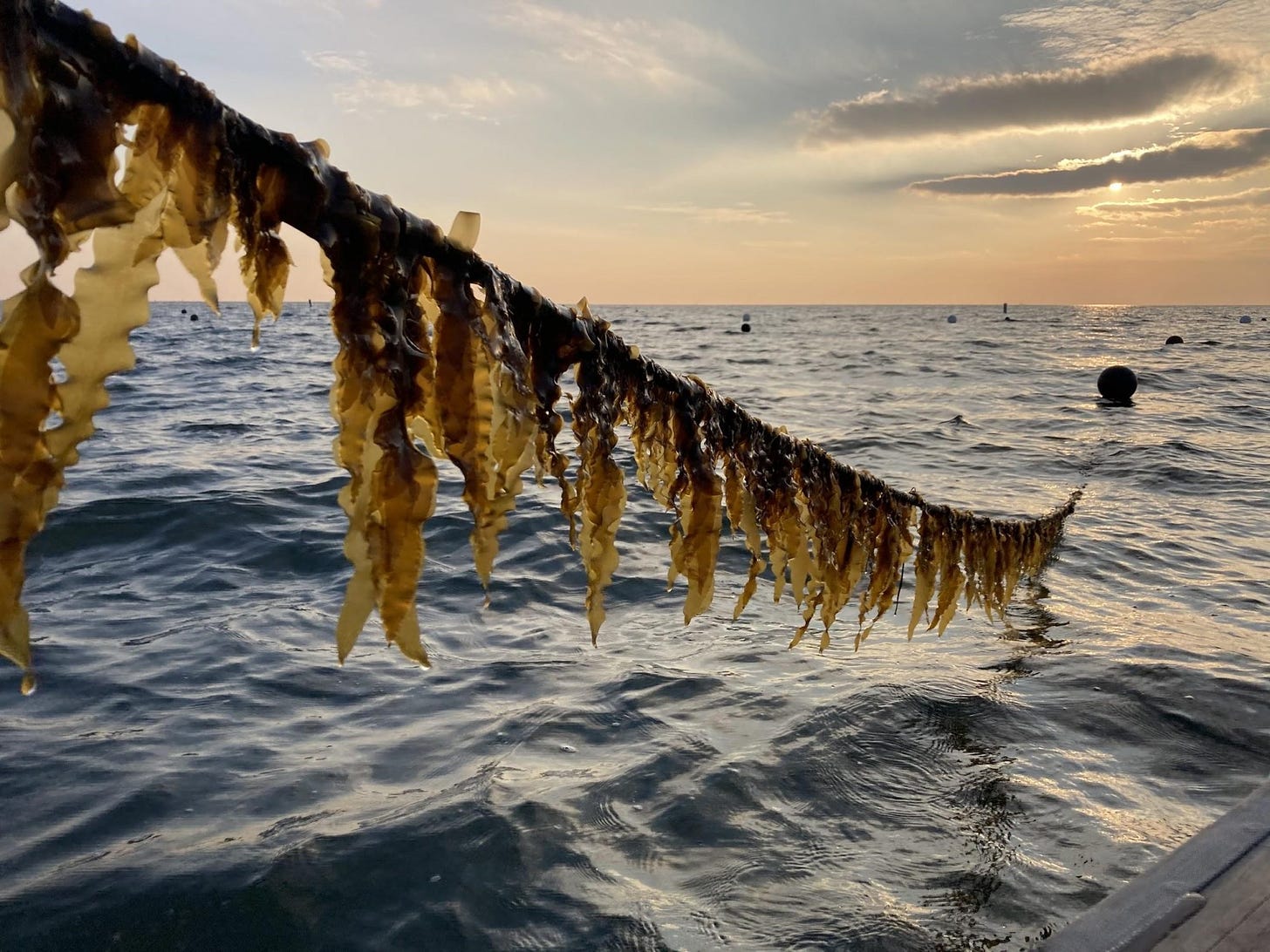 Regenerative Ocean Farming: How Can Polycultures Help Our Coasts?