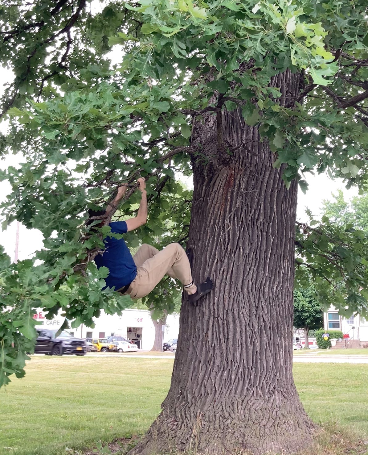 Me, grabbing a low branch and working my way up the tree.