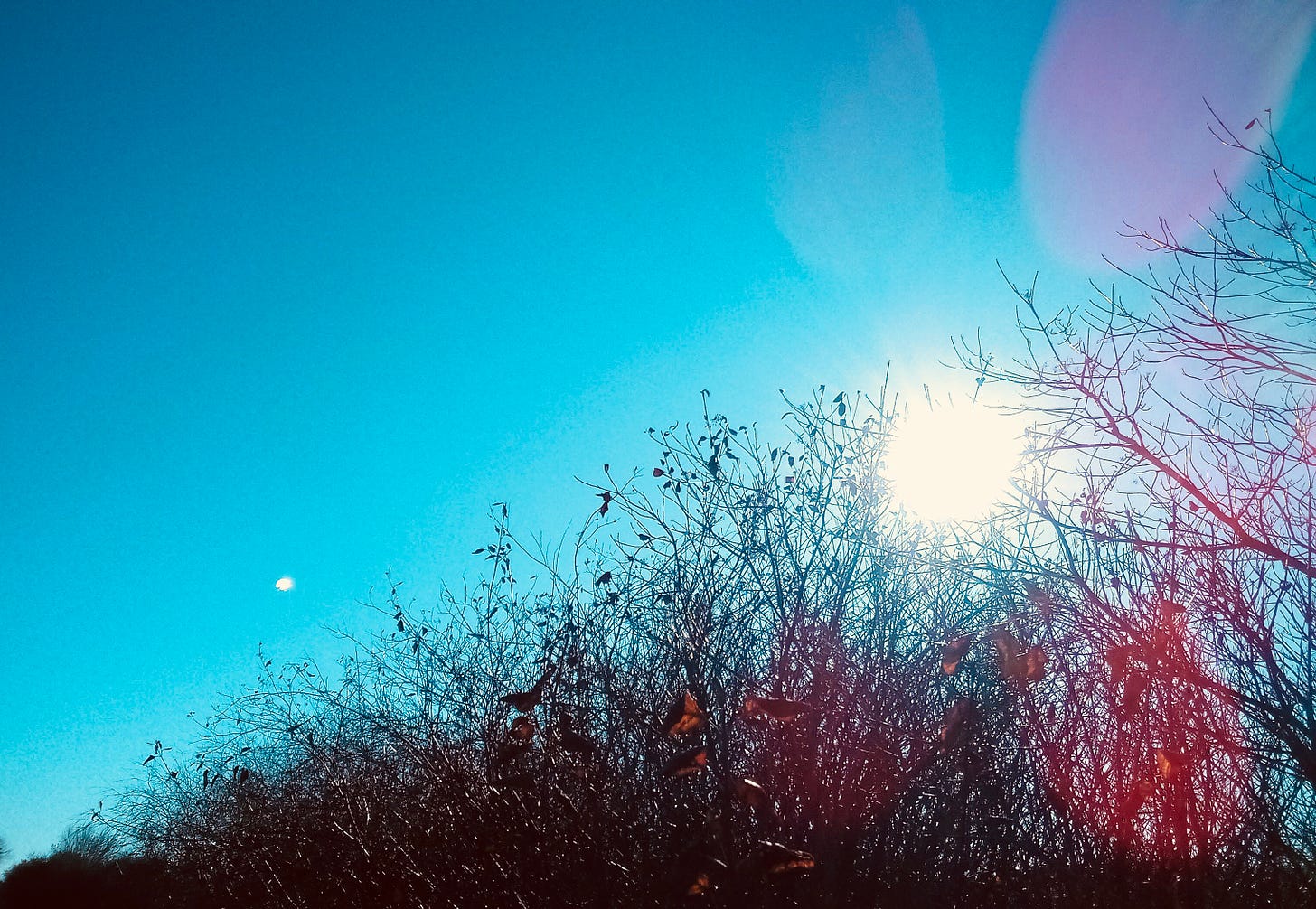Bright sun through branches against blue sky