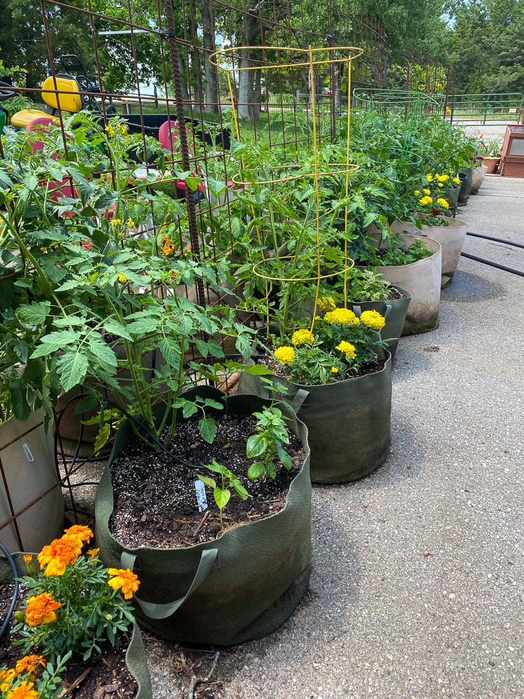 Grow tomatoes in pots