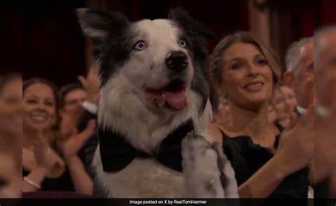 Oscars 2024: How Messi, The Dog From Anatomy Of A Fall, Stole The Show ...