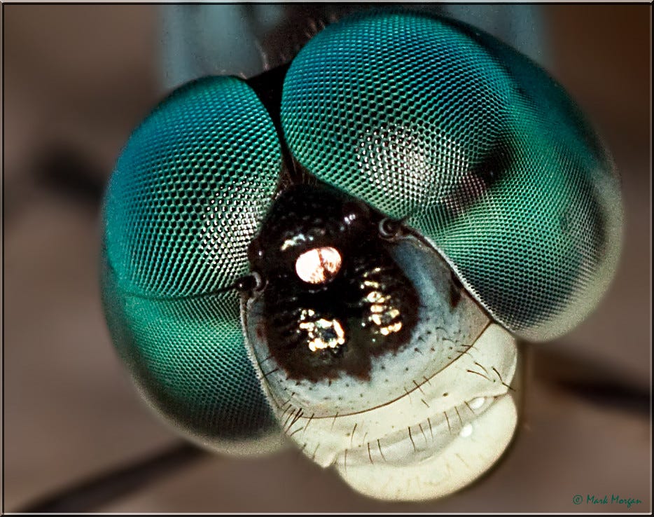 0340 Dragonfly's eyes | Seen through a macro lens, a dragonf… | Flickr