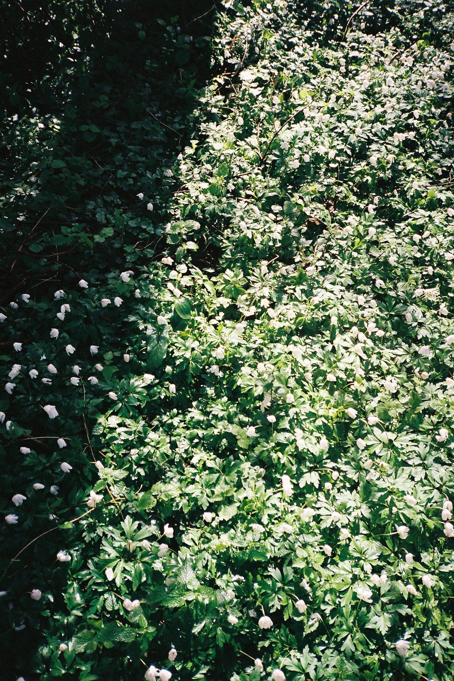 analog photograph of a sun-lit forest floor covered with green plants and tiny white flowers.