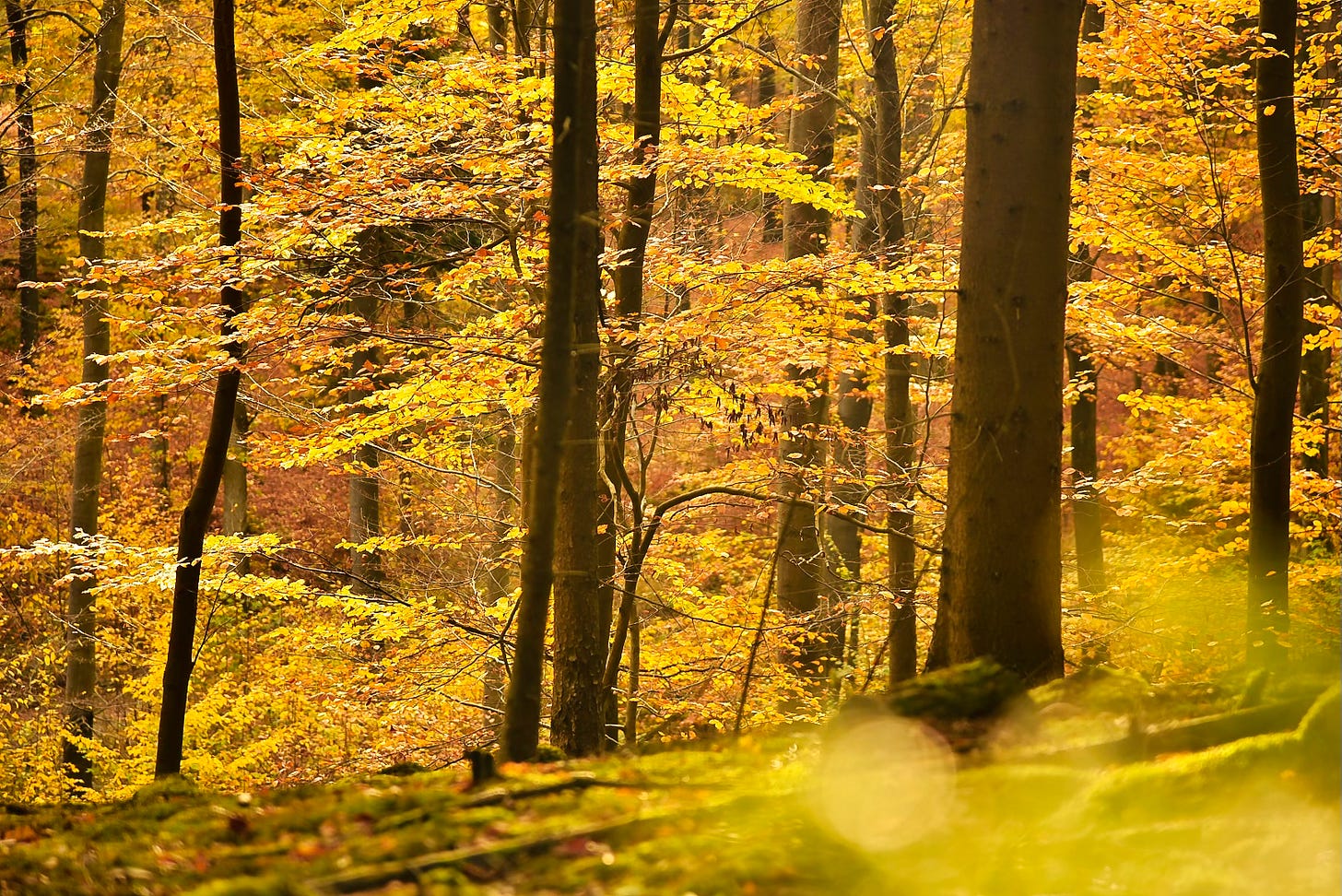 Autumn forest with golden leaves illuminated by warm sunlight.