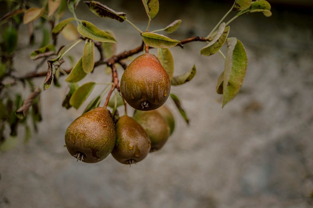 brown round fruit on tree during daytime