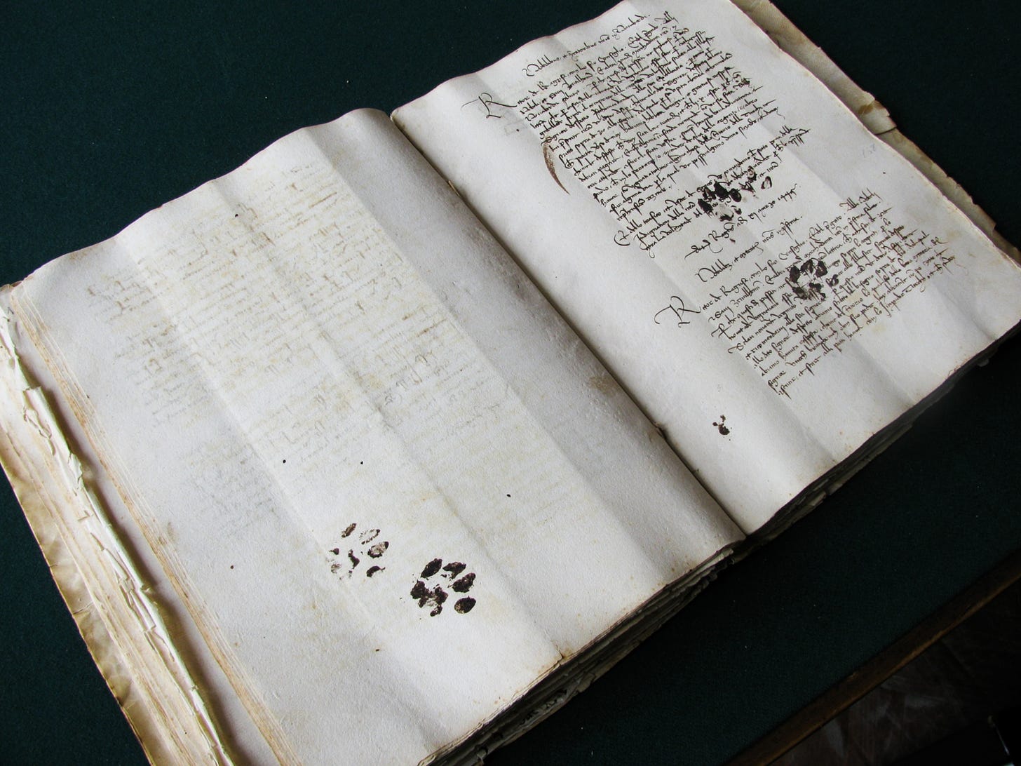 Curious Cat Walks Over Medieval Manuscript