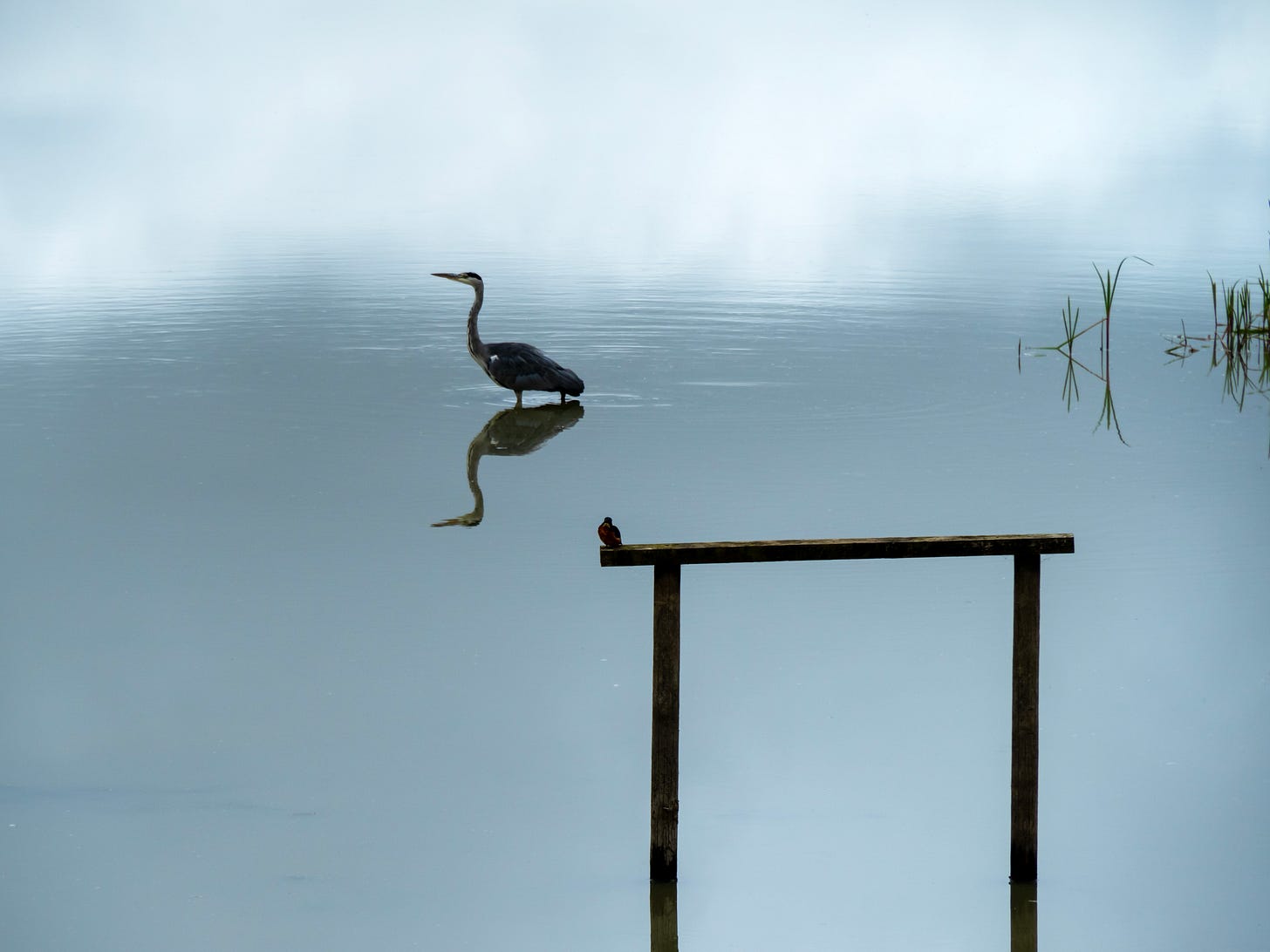 Photograph of a heron perfectly reflected in the calm water of a pond.  There is thick mist behind the heron.  In the foreground there is a wooden perch, with a kingfisher seen in silhouette.