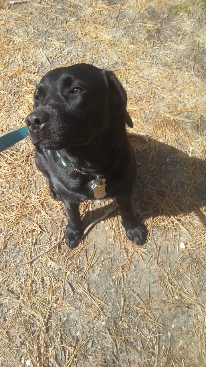 Photo of a black labrador retriever, sitting, looking away from camera. The small white spot on her chest is mostly hidden by the dog tags that hang from her collar.