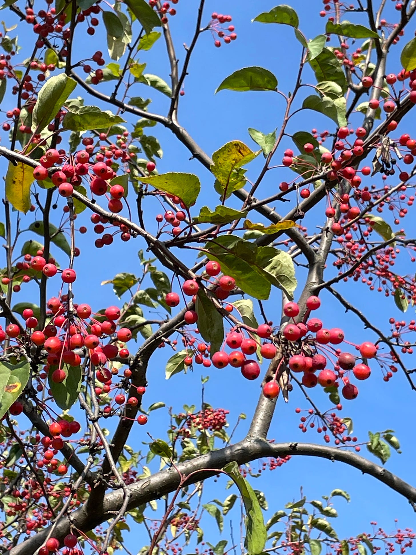 Red berries on a tree against a rich blue sky.