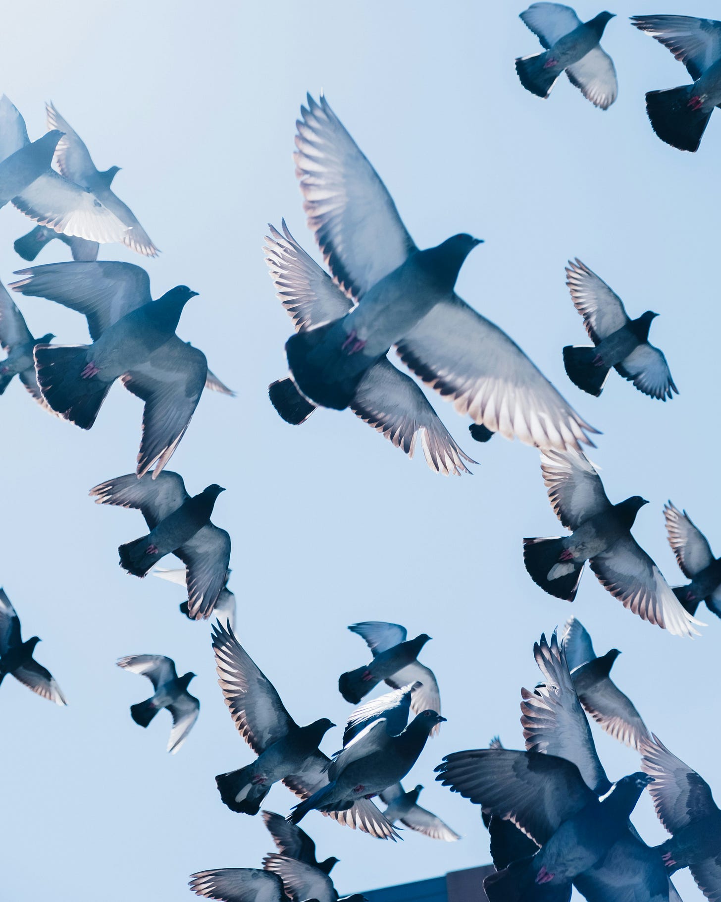 A flight of pigeons against a blue sky. 