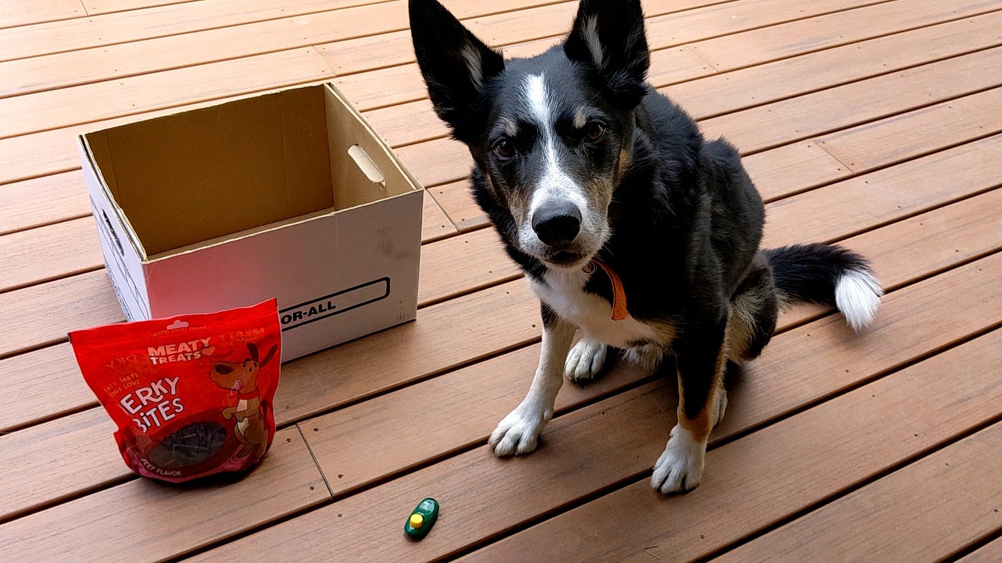 Box, treats, clicker, dog