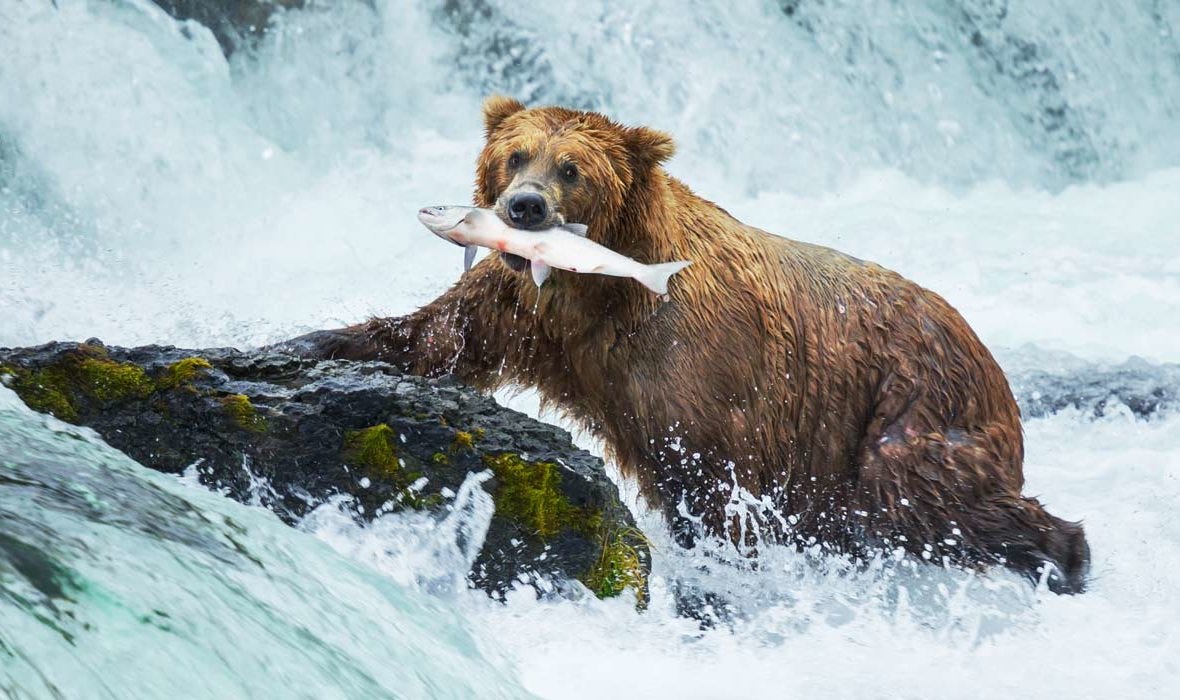 https://alaskashoretours.com/where-to-see-bears-in-alaska/