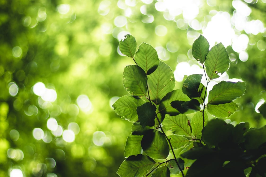 Free Vibrant close-up of green leaves with natural bokeh effect, capturing the essence of nature. Stock Photo Free Vibrant close-up of green leaves with natural bokeh effect, capturing the essence of nature. Stock Photo