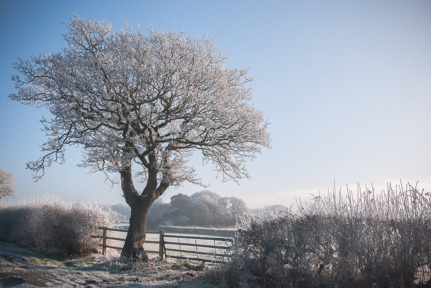A frost covered tree in winter against a frost covered landscape.