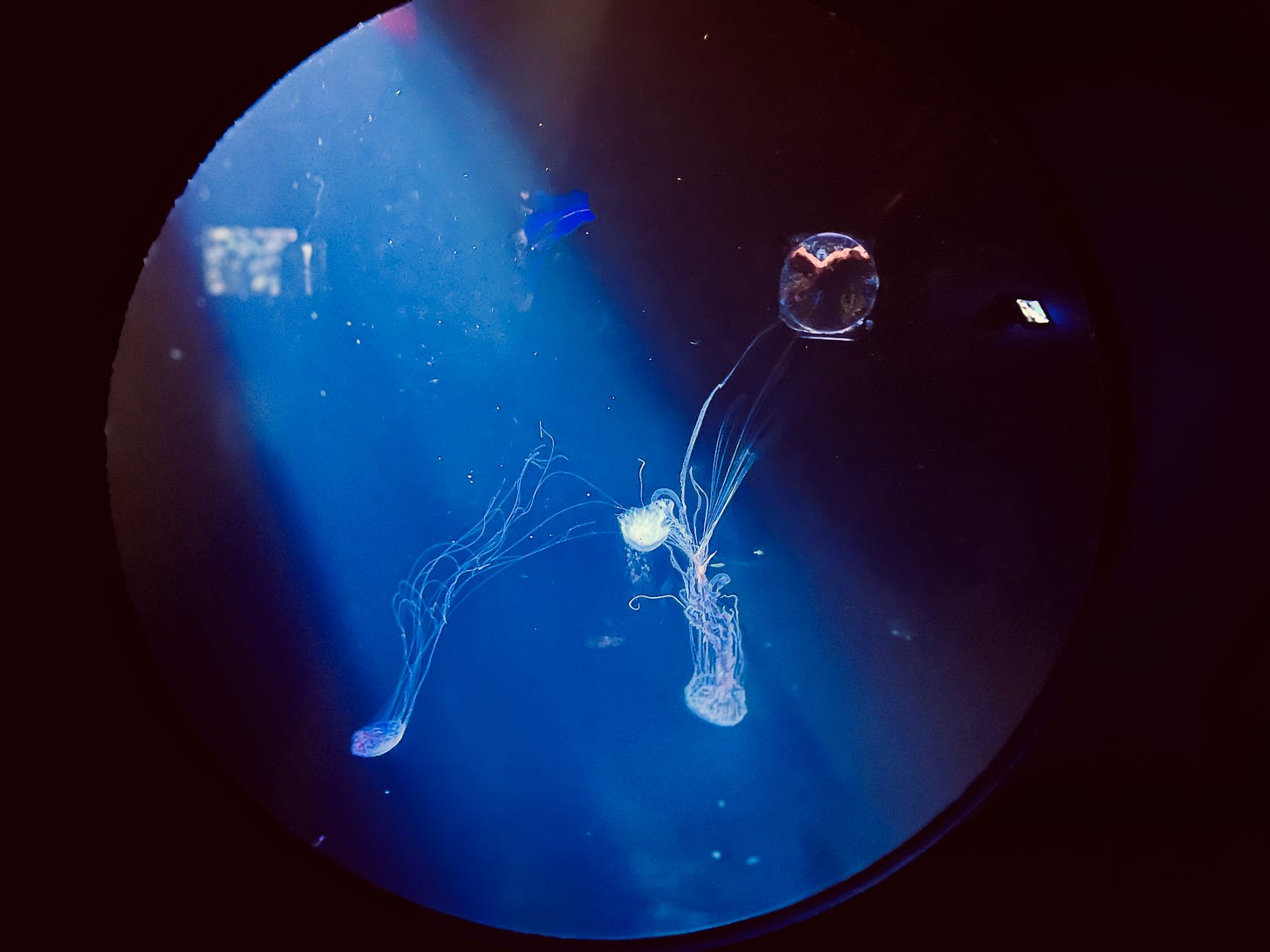 moon jellies in dark water