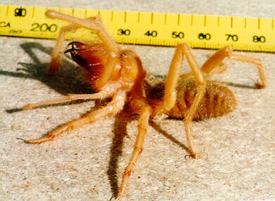 Arachnid Solifugae (Red Roman Spider)