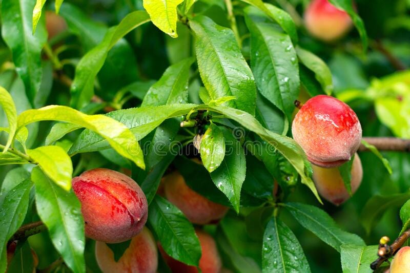 Ripe Tasty Peach on Tree in Sunny Summer Orchard. Fruit Farm with Tree  Ripen Freestone Peaches. Beautiful Garden with Stock Photo - Image of  orchard, food: 225911926