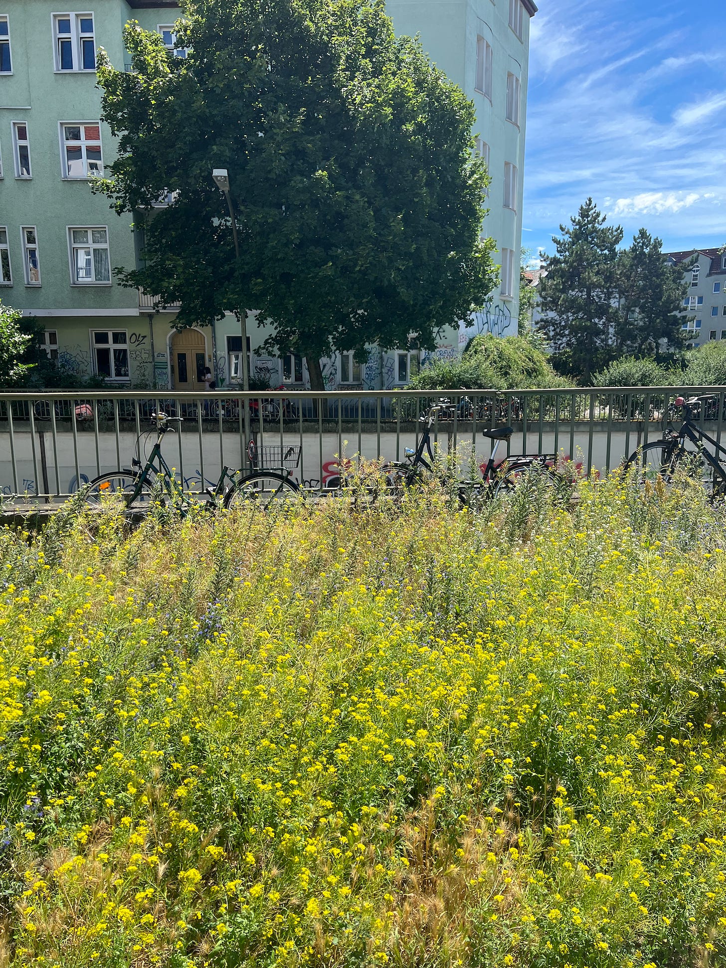 Weeds near bikes in Berlin