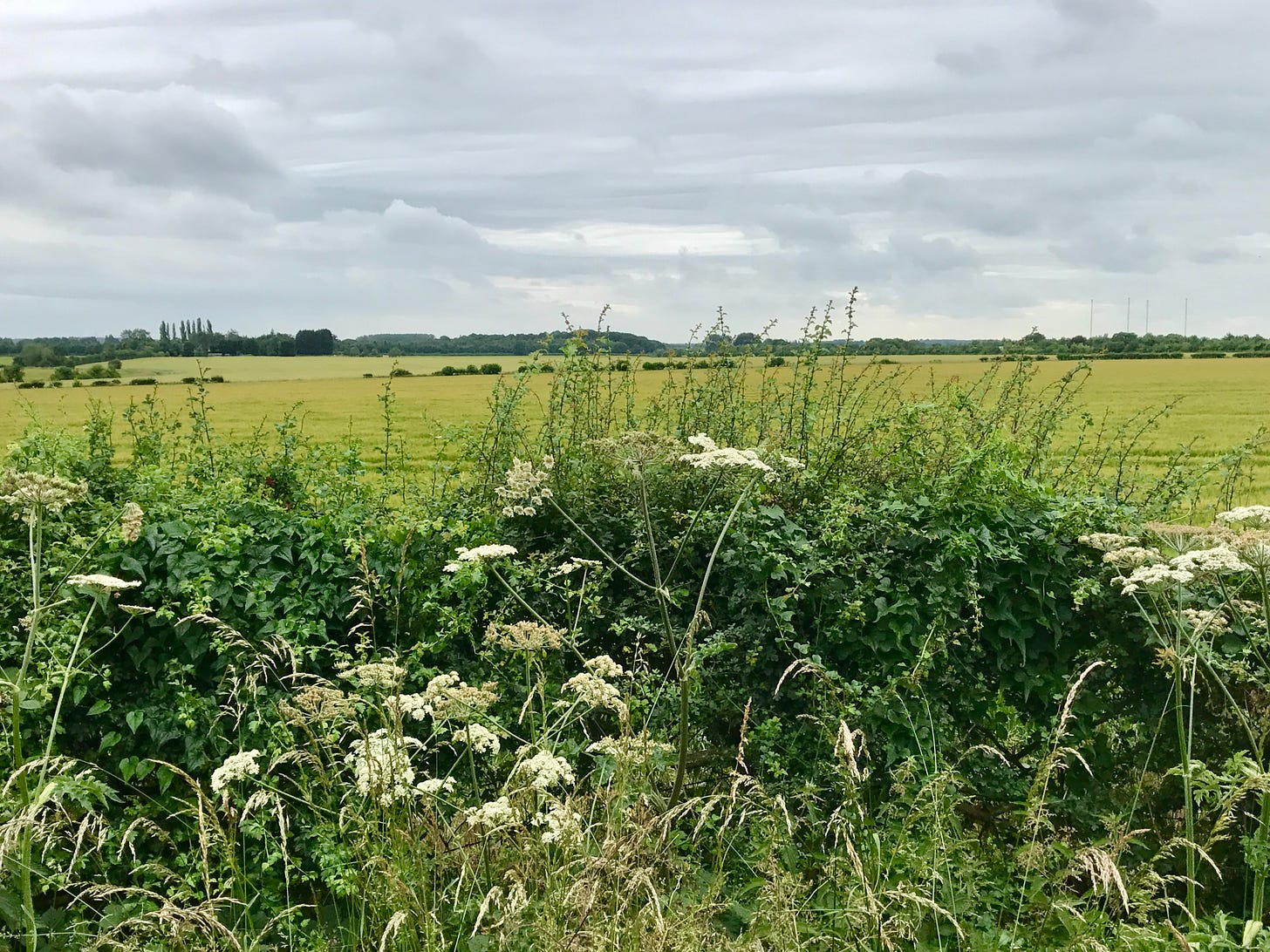 Fields with cow parsley