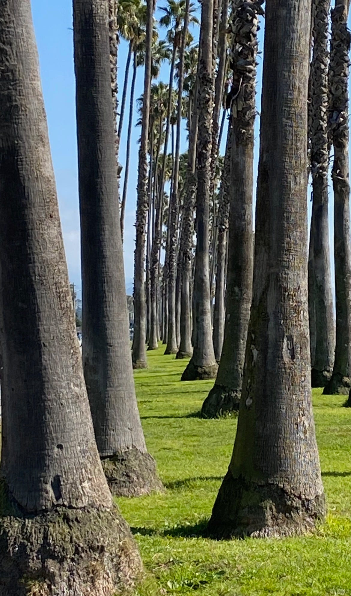 Some kind of palm trees, in community, their trunks lined up, coming out of grass, with blue sky in background. Taken in Santa Barbara, CA, Jan. 2023.