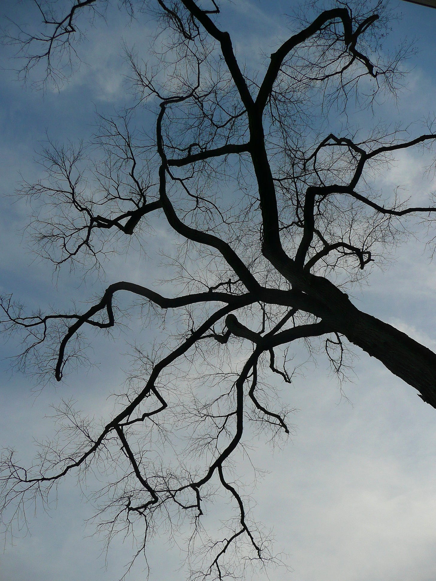 Bare tree looking up