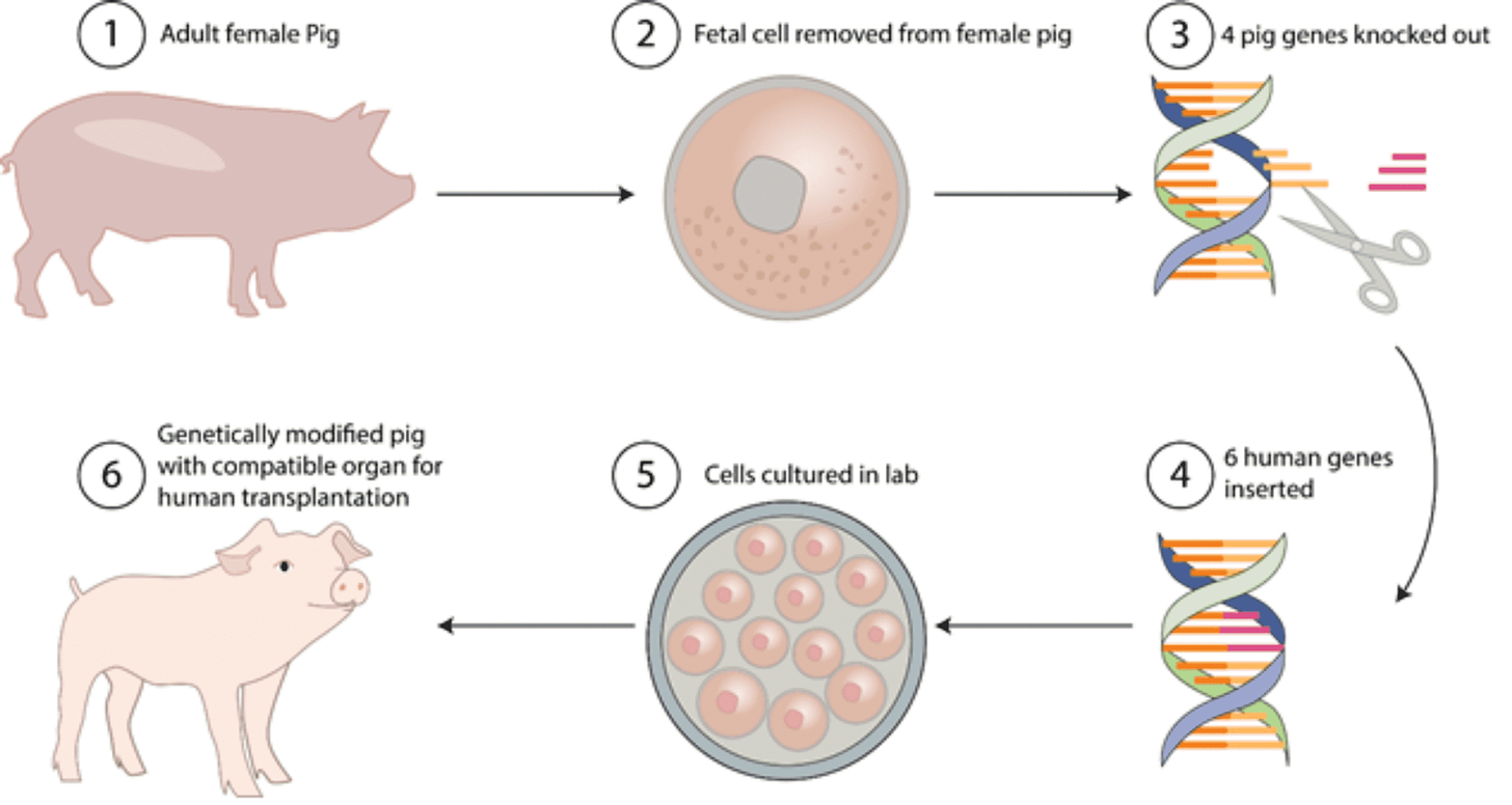 Cureus | Evolution of Xenotransplantation as an Alternative to Shortage of  Donors in Heart Transplantation | Article