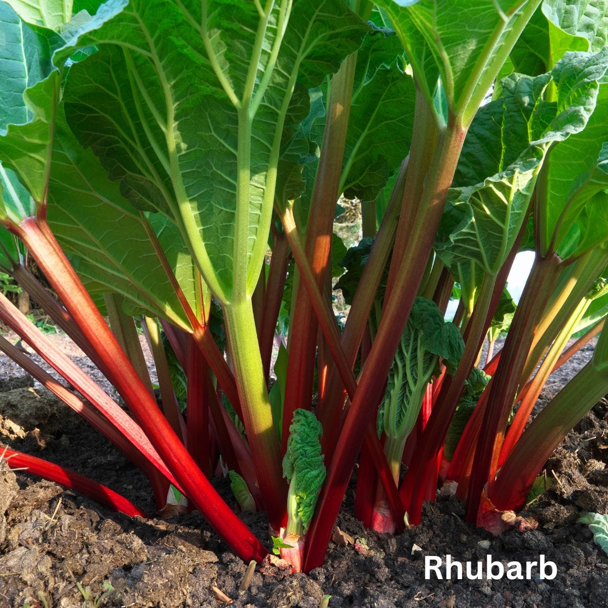 Rhubarb