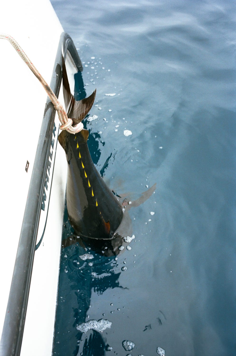 "Swimming" a bluefin tuna off the boat