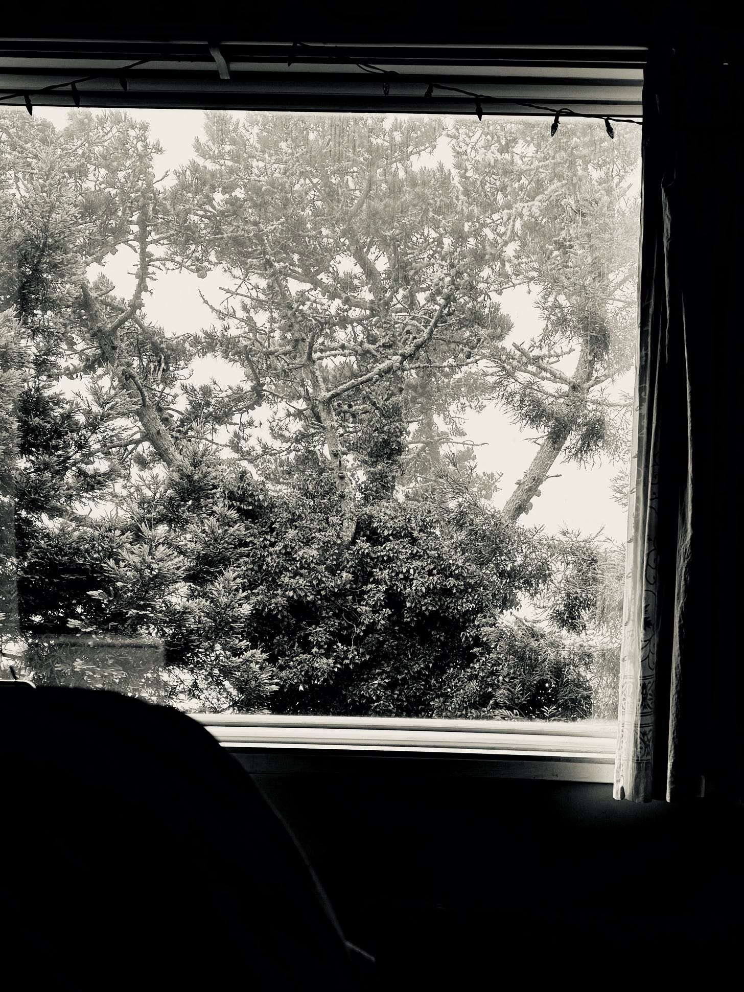 A window view looking out at trees