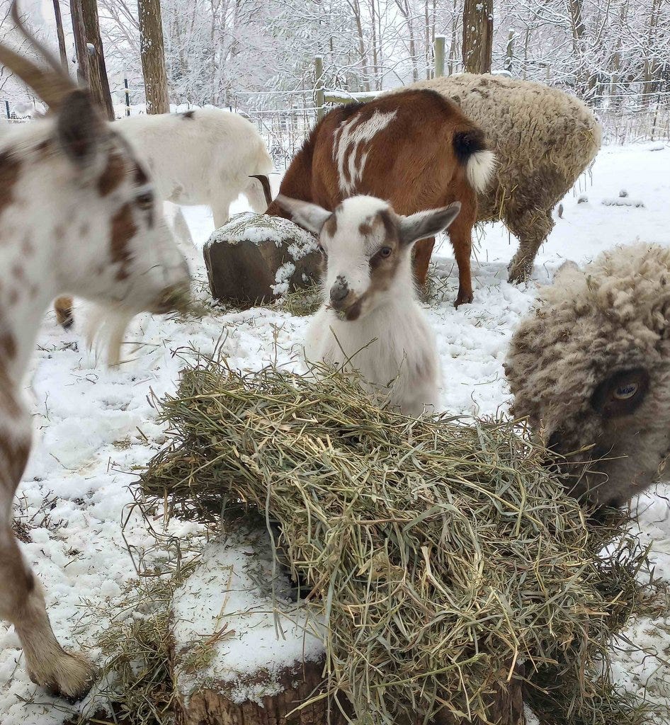 baby goat in hay