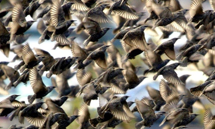 Starling slaughter leaves northern Nevada awash with rotting birds | Nevada  | The Guardian