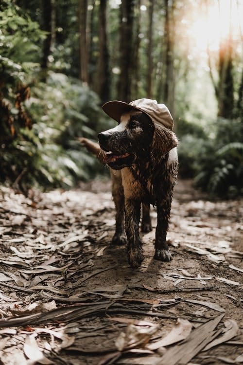 Free A dog wearing a hat walking through the woods Stock Photo