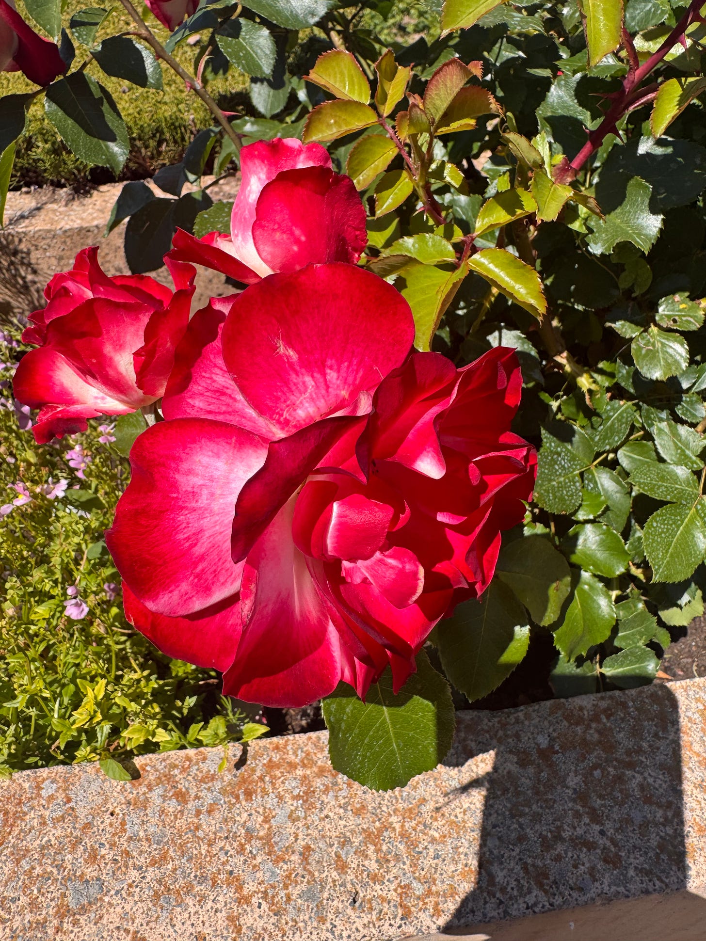 Close-up of red and white roses in sunlight at the Alhambra, surrounded by green leaves and a stone garden border.