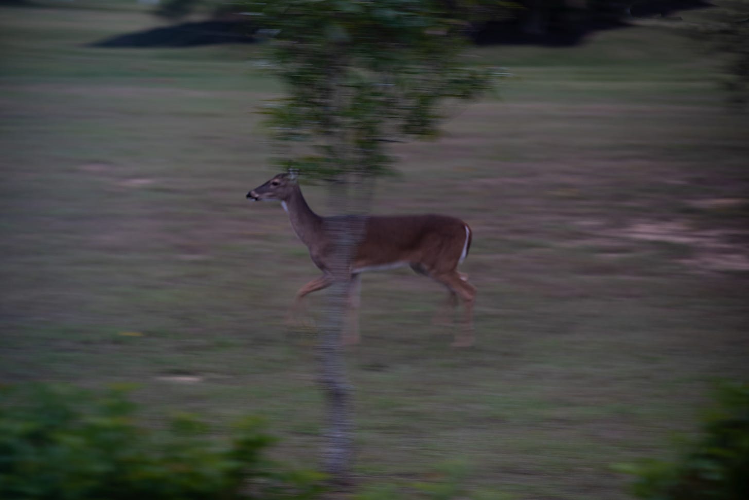 A whiteitailed female deer runs; the trees and background blurred as the camera stops the movement