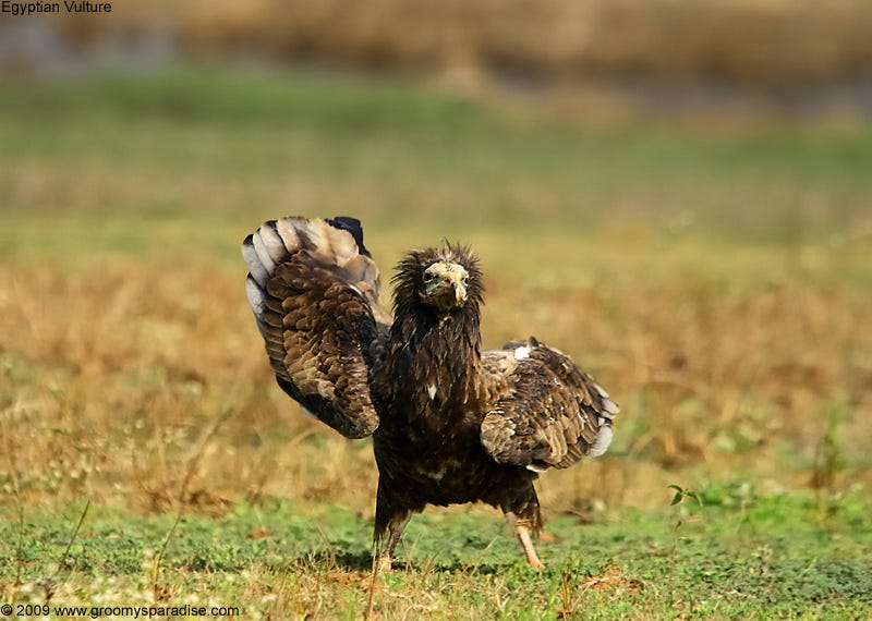 Egyptian Vulture Dancing | Anupam Dash | Flickr