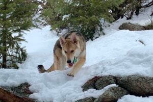 Gut bacteria found in wild wolves may be key to improving domestic dogs’ health