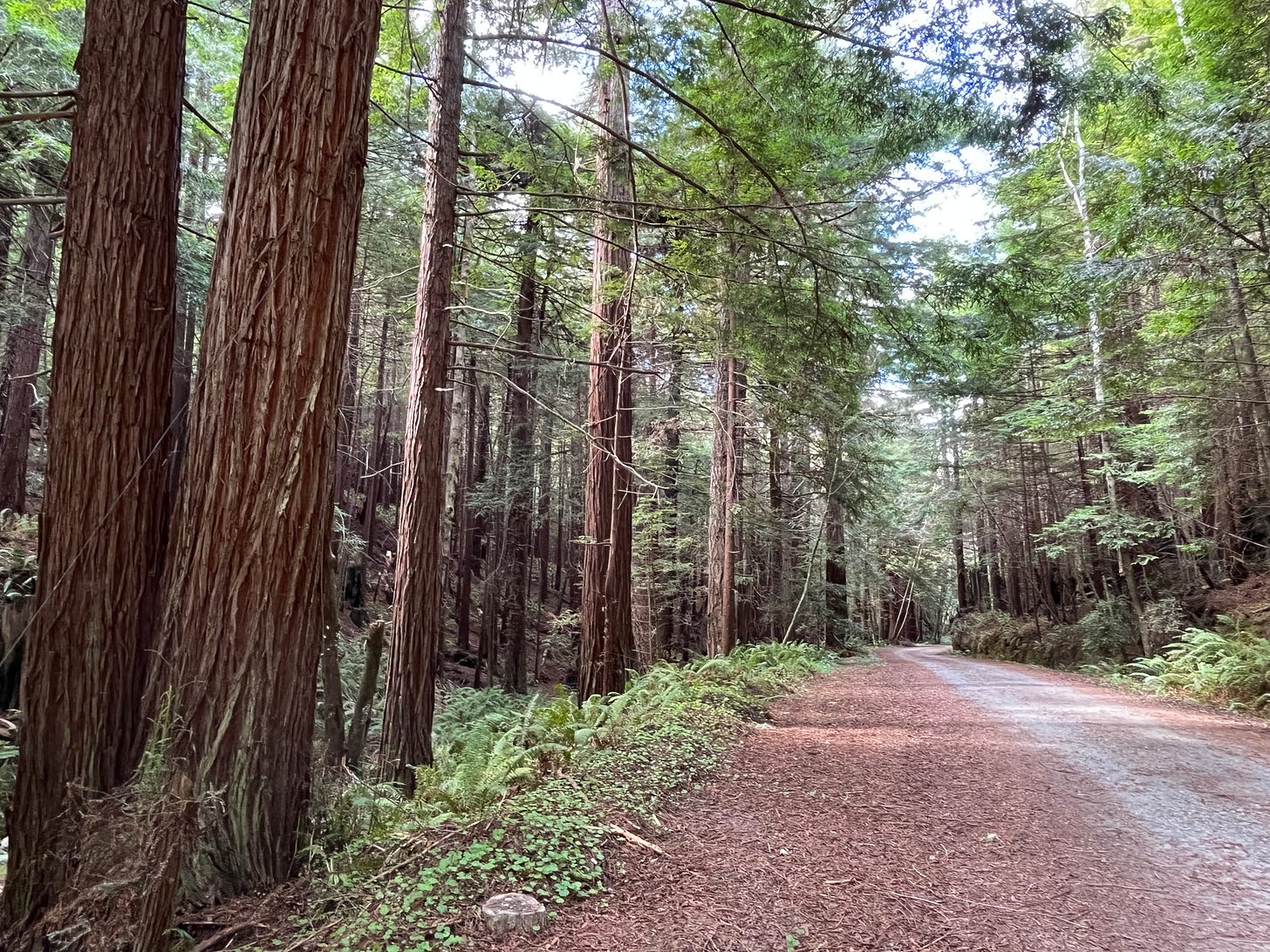 A young redwood forest with a dirt road to the side