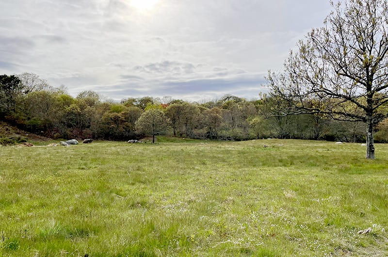 Meadow, Sixburnersue