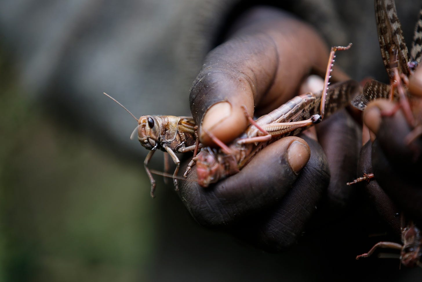 FILE - A boy holds locusts he caught in Elburgon, Kenya, March 17, 2021. Extreme wind and rain may lead to bigger and worse desert locust outbreaks, with human-caused climate change likely to intensify the weather patterns and cause higher outbreak risks, a new study has found. (AP Photo/Brian Inganga, File)