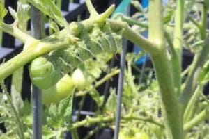 Tomato Hornworm