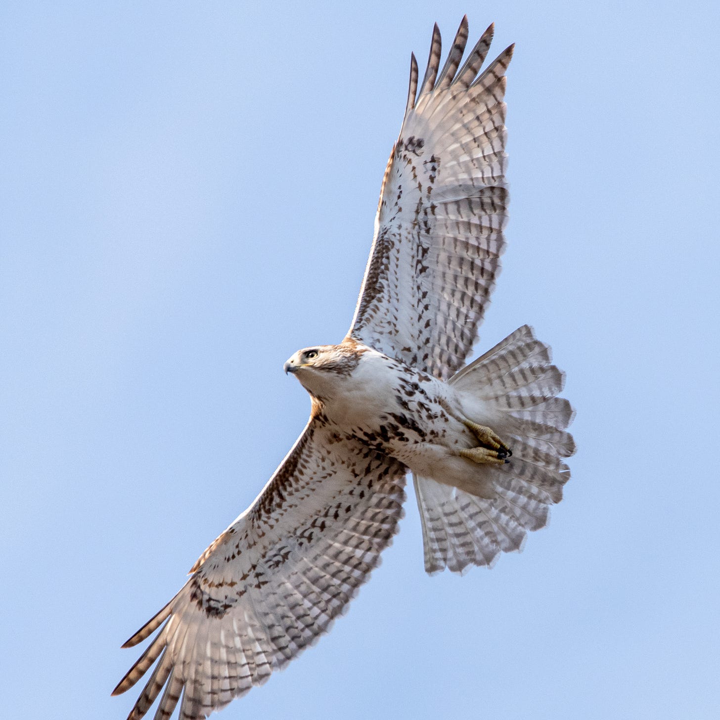 A red-tailed hawk seen from below as it flies overhead, wings and tailfeathers splayed