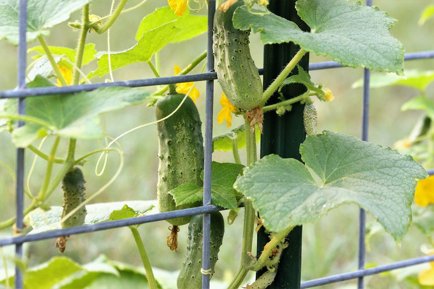 cucumbers on a metal trellis