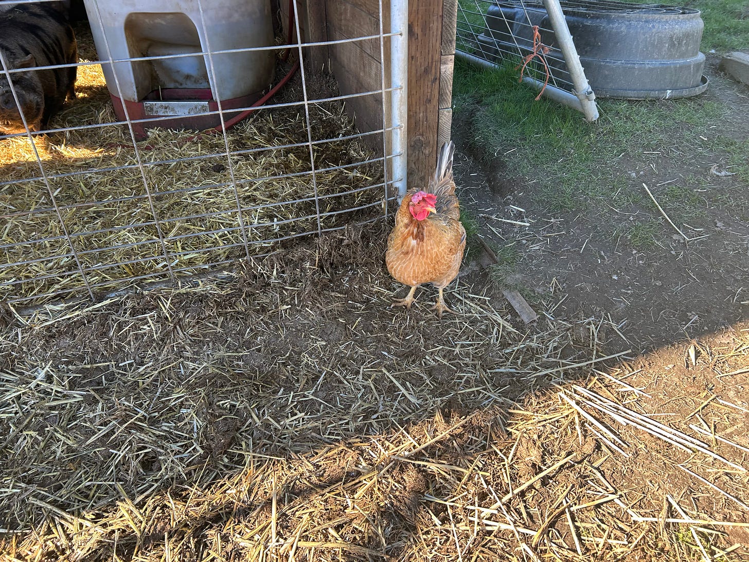 A chicken outside a wire cage, straw on the ground and a small pen inside the cage