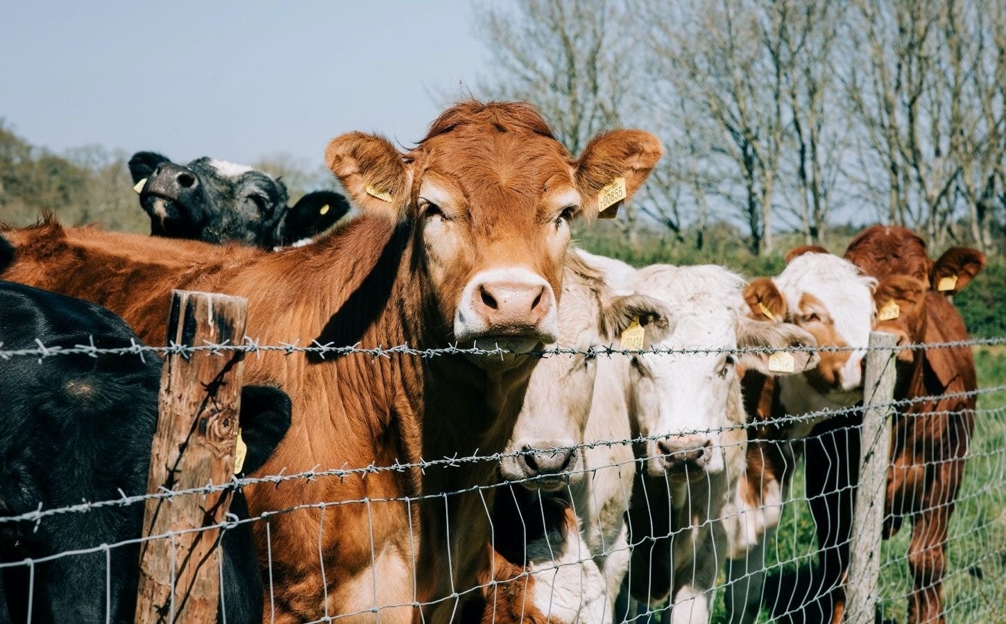 Agricultural College Shuts Down Veganuary Initiative After Pressure From Farmers