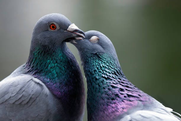 870+ Pigeon Kissing Stock Photos, Pictures & Royalty-Free Images - iStock