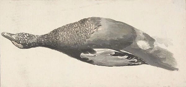 Dead Duck, 1685-1755. Creator: Giorgio Durante For sale as Framed Prints,  Photos, Wall Art and Photo Gifts