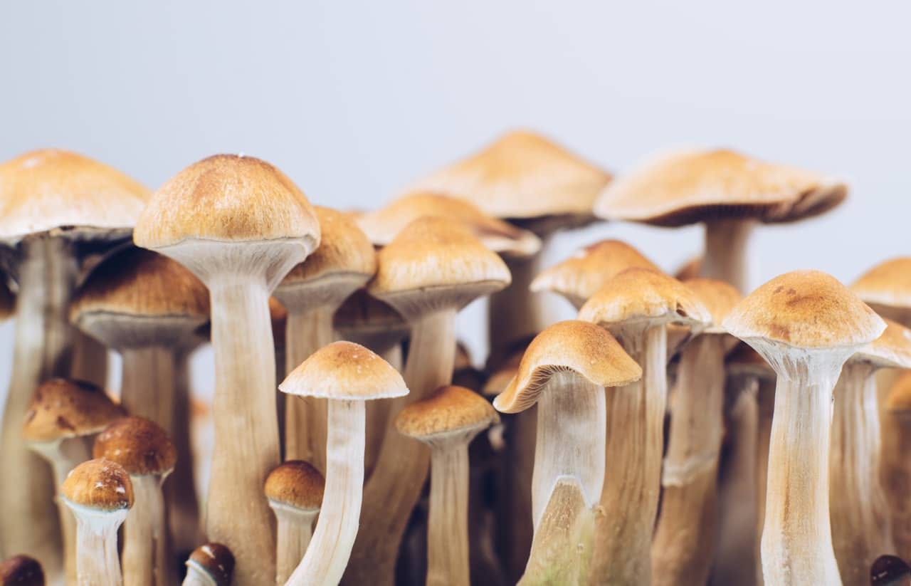 Magic mushrooms' could help heavy drinkers drink less