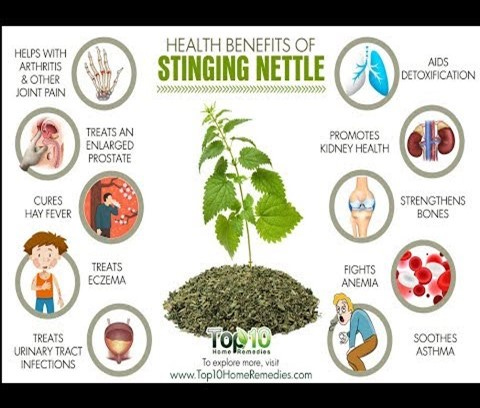 health benefits of nettle 