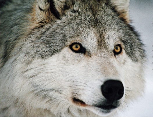 Face of gray wolf