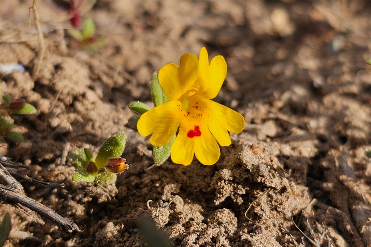 Conservationists seek federal protection for rare Nevada wildflower - The  Nevada Independent